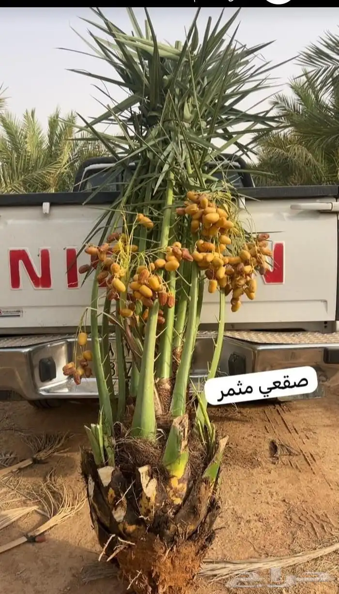 نخيل نخل صقعي مجدول 5