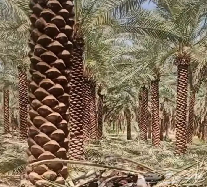 نخل عربي ممتاز درجه اولى 3
