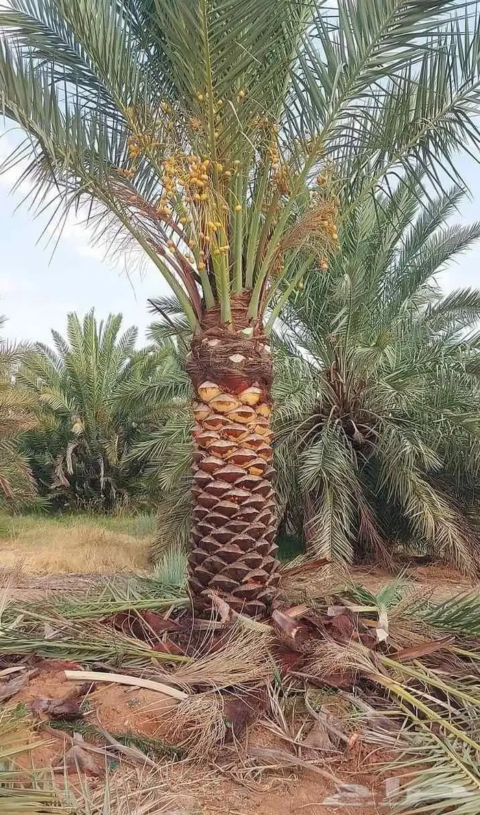 نخل جميع المقاسات متوفره 2