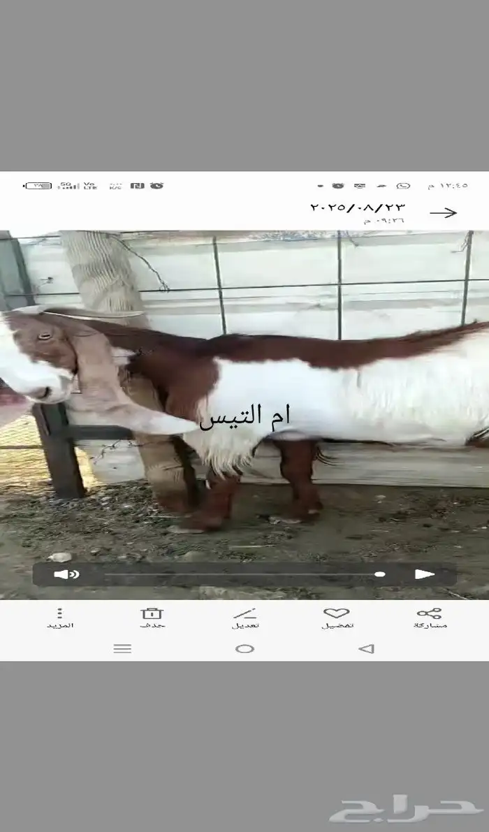 تيس قبرصي فحل. قبرصيات 4