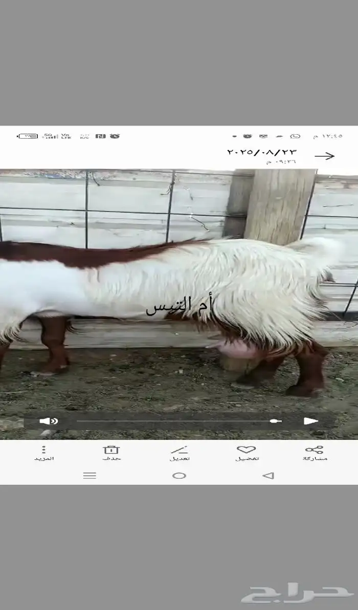 تيس قبرصي فحل. قبرصيات 5
