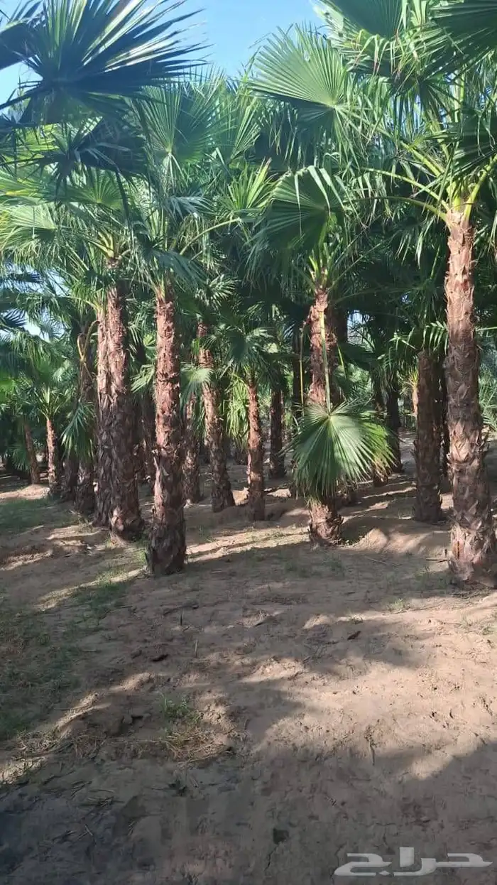 نخل للبيع بجميع المقاسات نخل ملوكي نخل واشنطن نخل مثمر 9