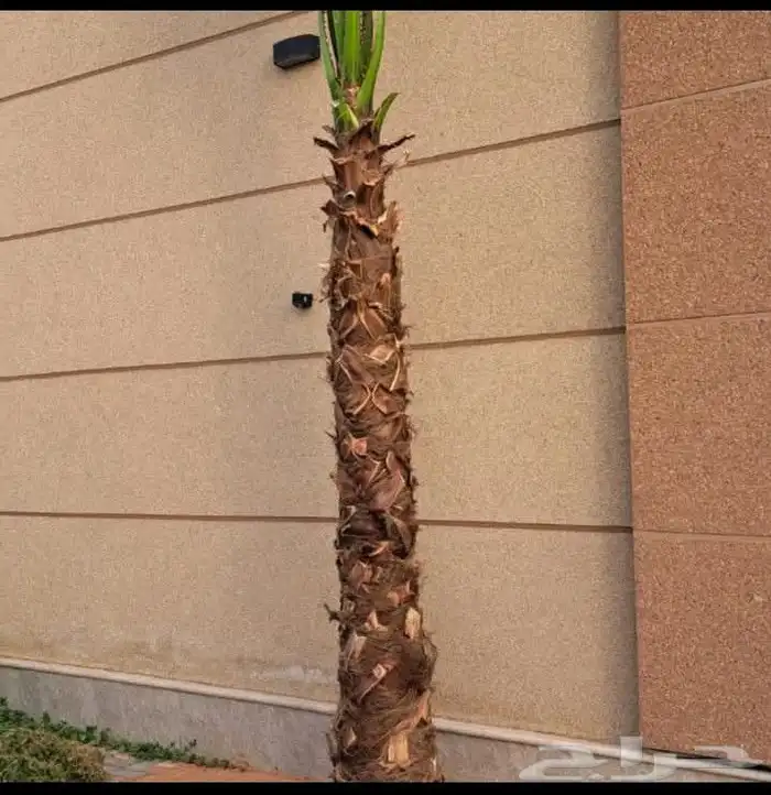 نخل واشنطي زينه امريكي ابو مروحه تكريب واشنطني وعربي 2