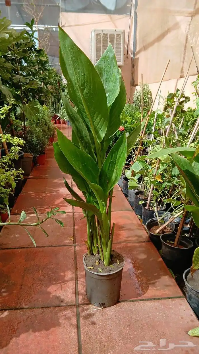 مشتل مشاتل 3