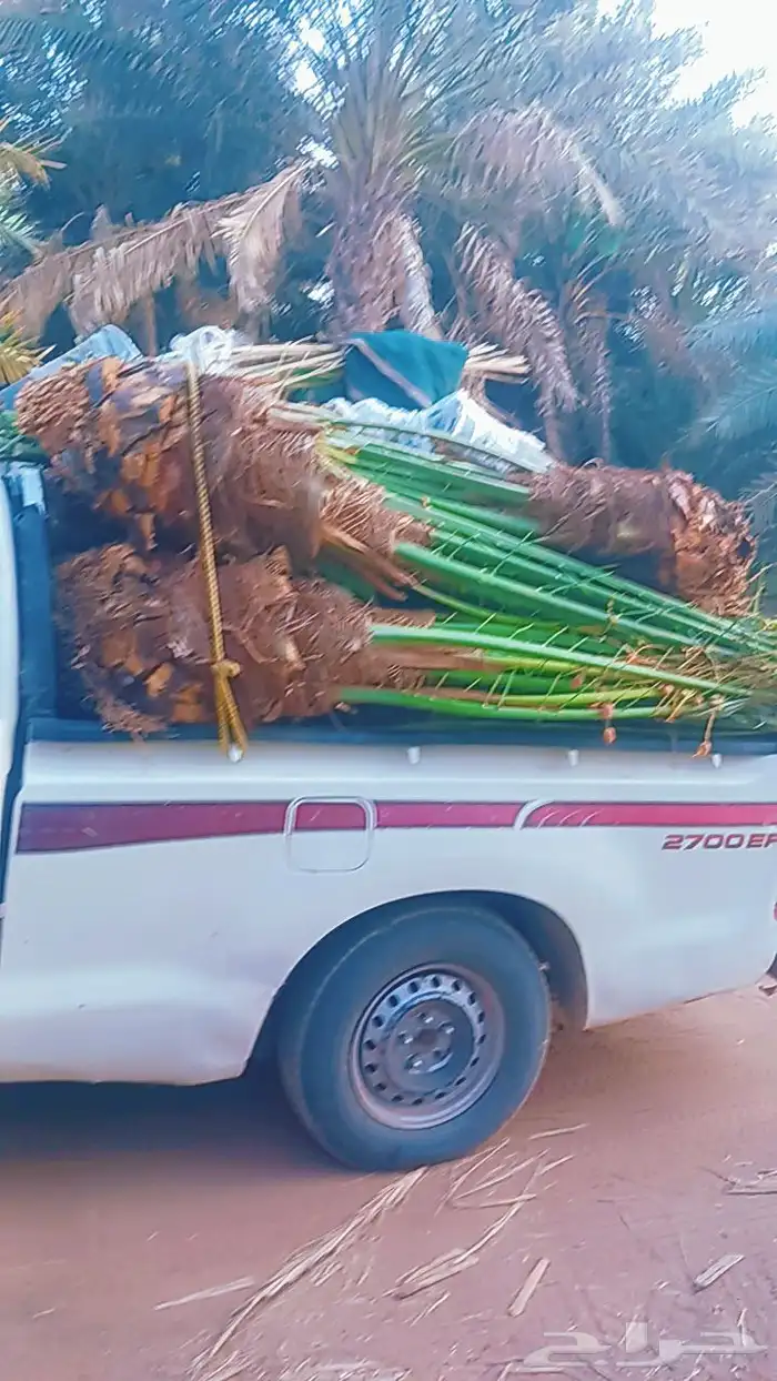يوجد لدينا جميع انواع النخيل المثمرة وزينه اتواصل جوال 050 6 4
