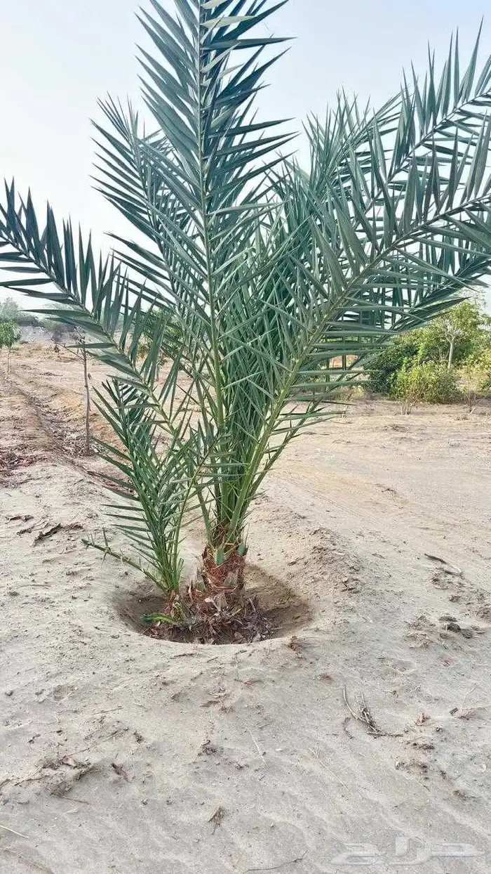 يوجدلدين جميع انواع انخل المثمره وزينه 5