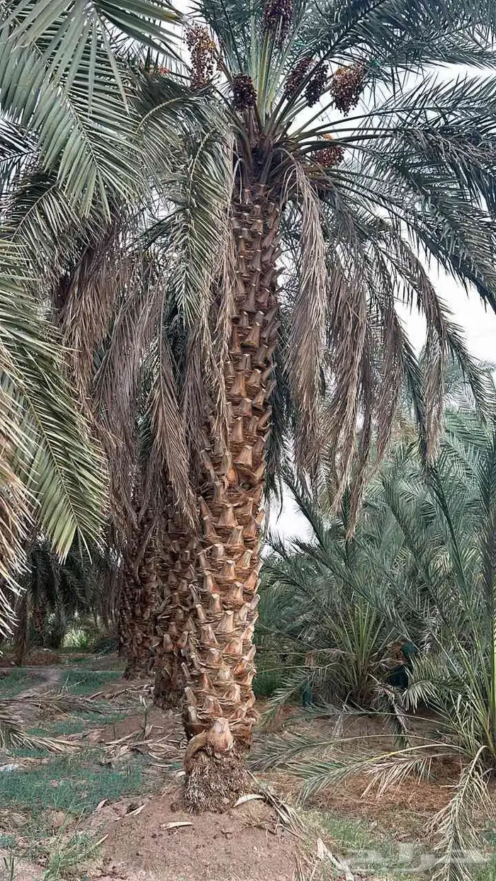 مقاول نخيل وشنطن نخيل عربي نخيل ملوكي 0