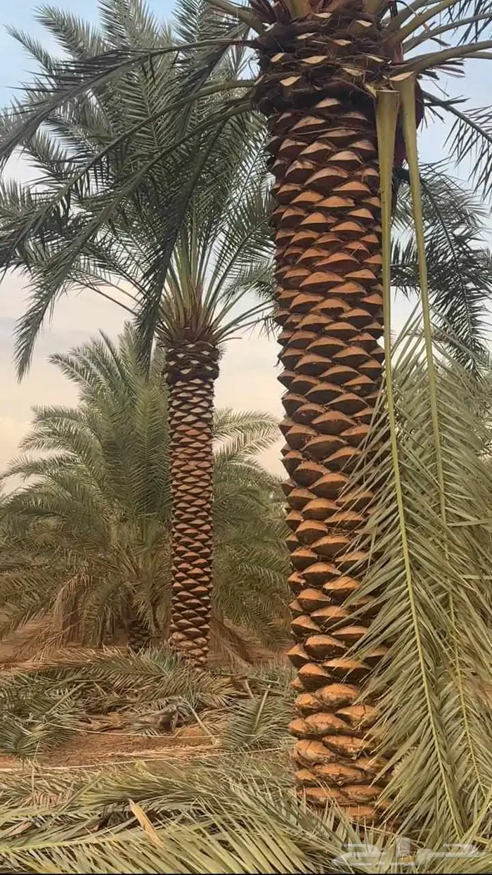 مقاول نخيل وشنطن نخيل عربي نخيل ملوكي 5