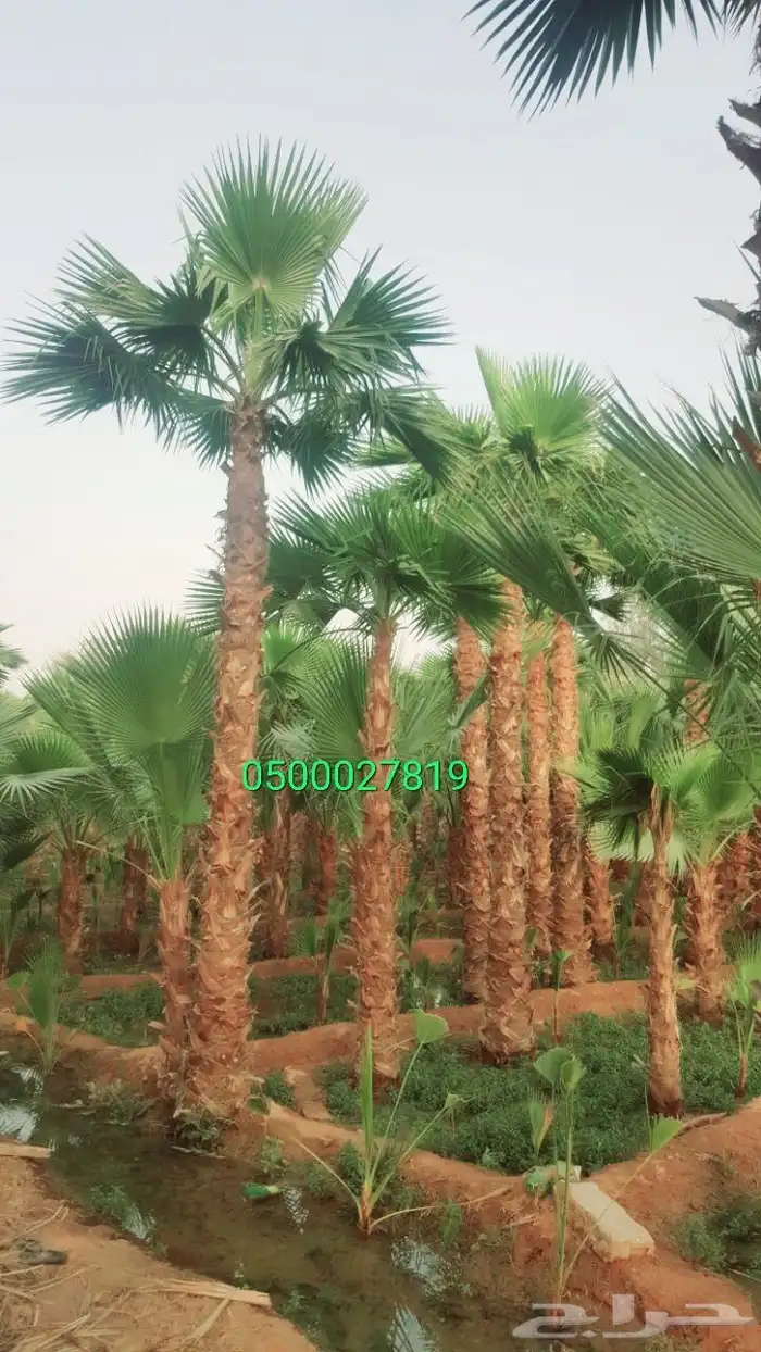 نخل واشنطني ثيل طبيعي نخل ملوكي 6