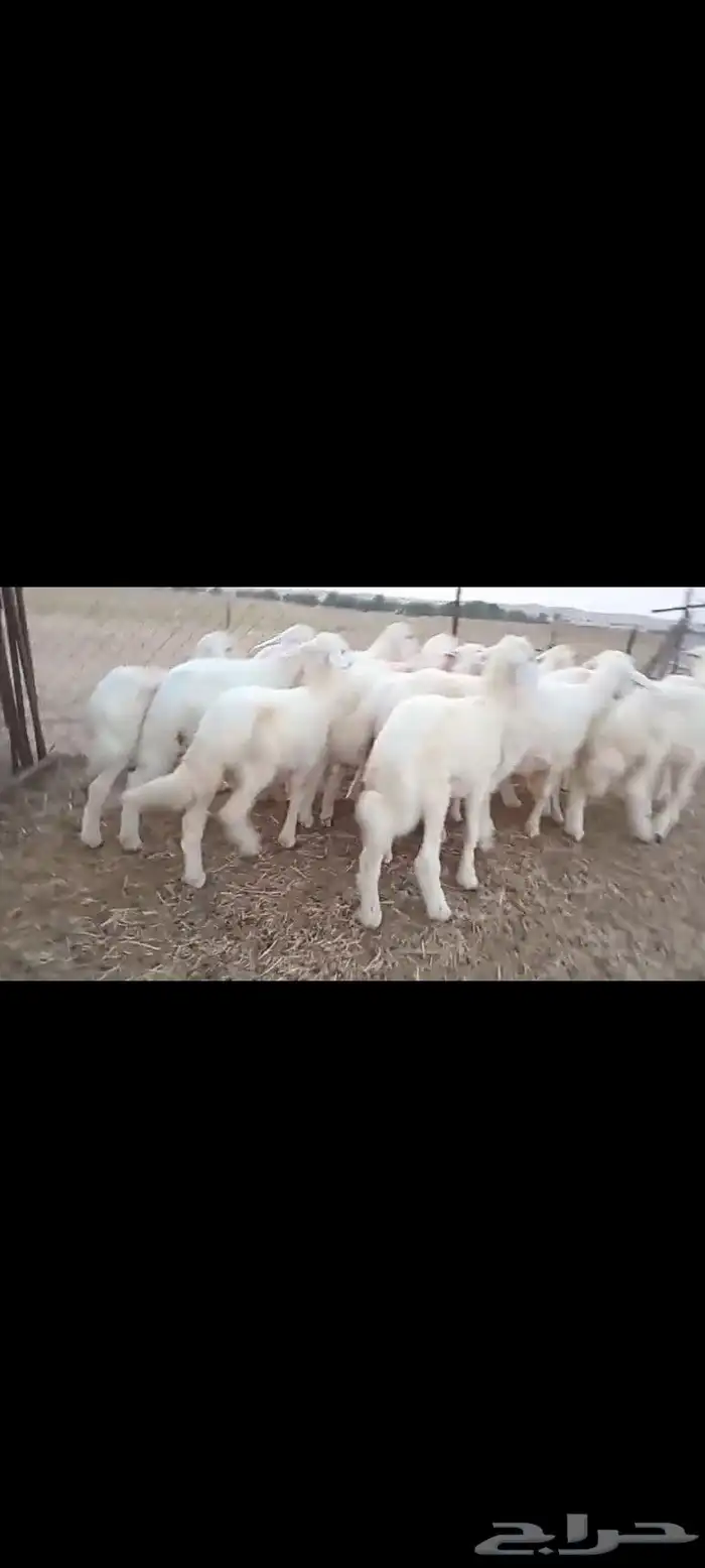 النوع بهم حري   العدد 19فيها 5 رخال فقط 1