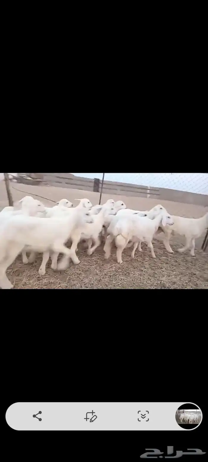 النوع بهم حري   العدد 19فيها 5 رخال فقط 2