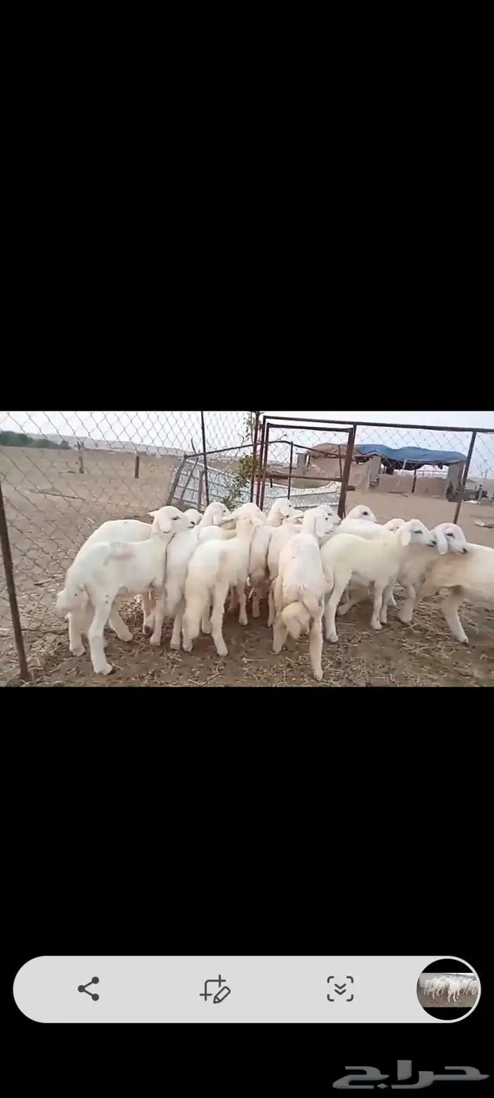 النوع بهم حري   العدد 19فيها 5 رخال فقط 0