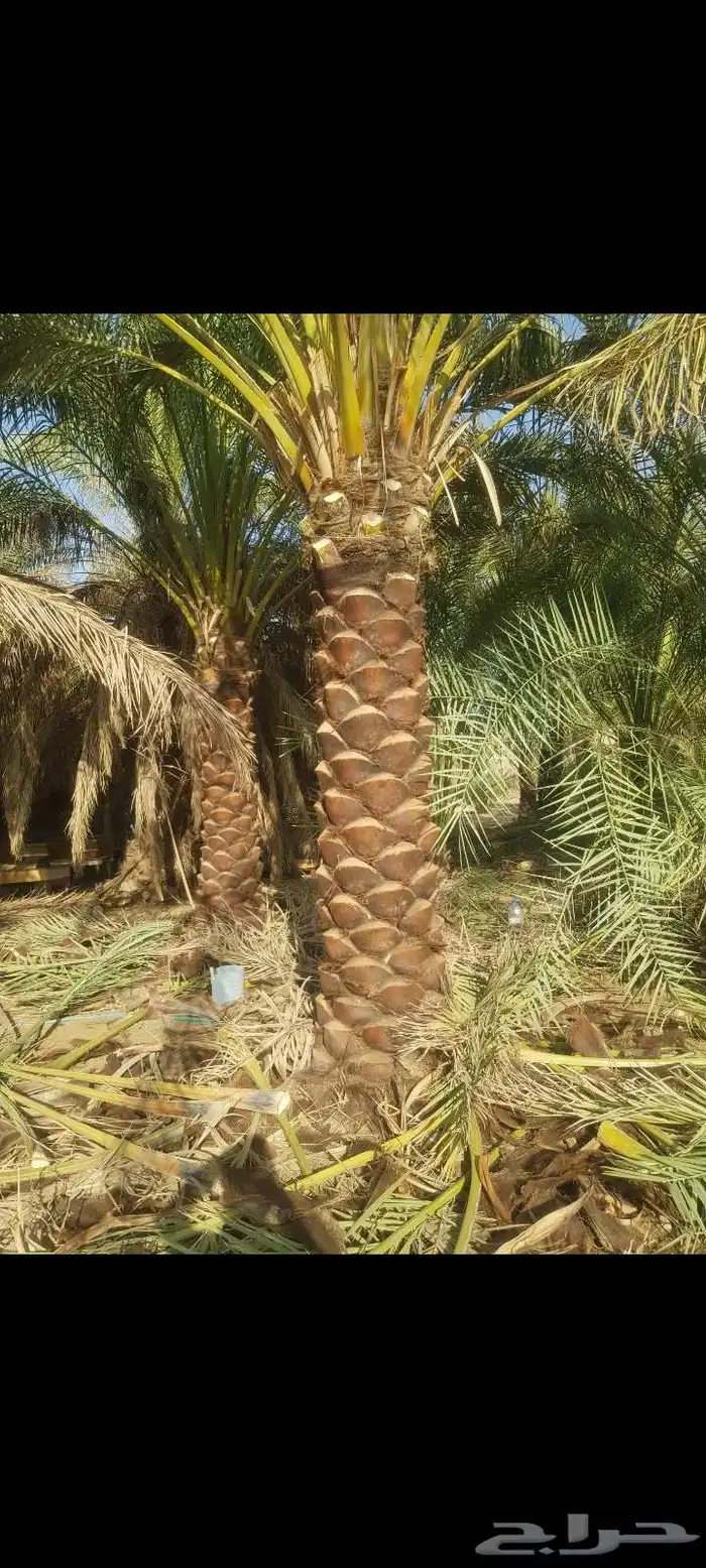 يوجد لدينا جميع انواع النخيل 6