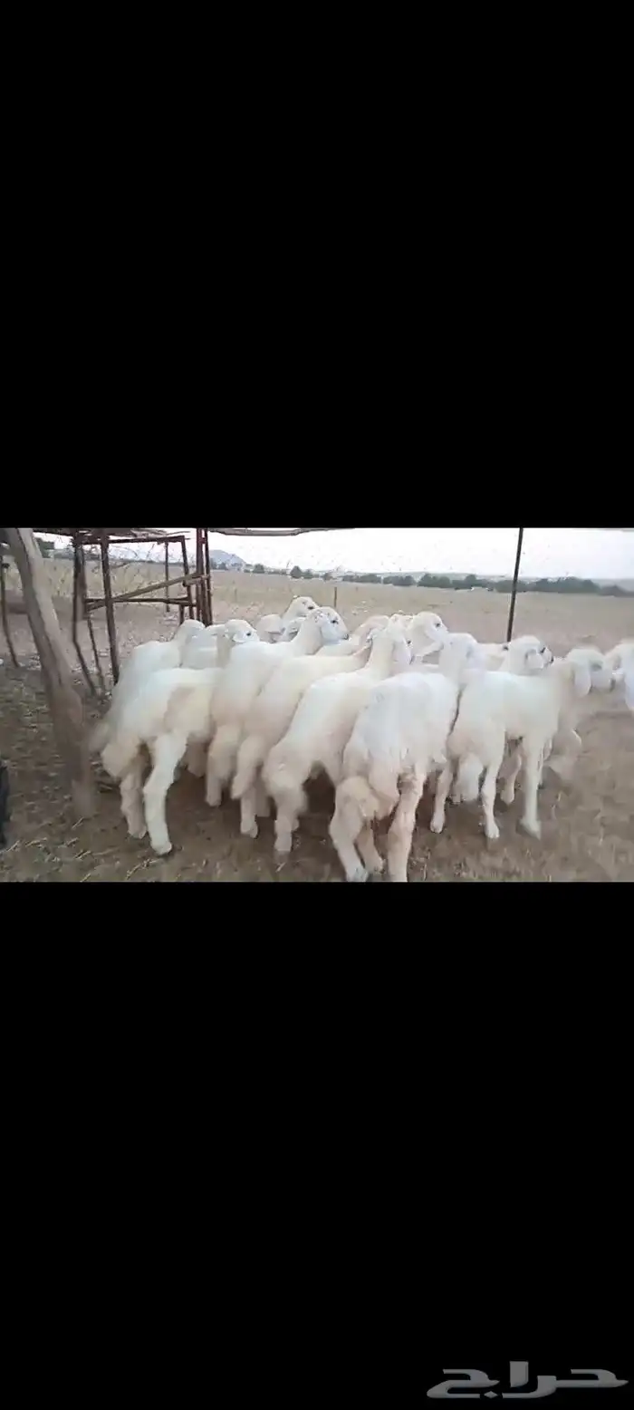 النوع بهم حري   العدد 19فيها 5 رخال فقط 3