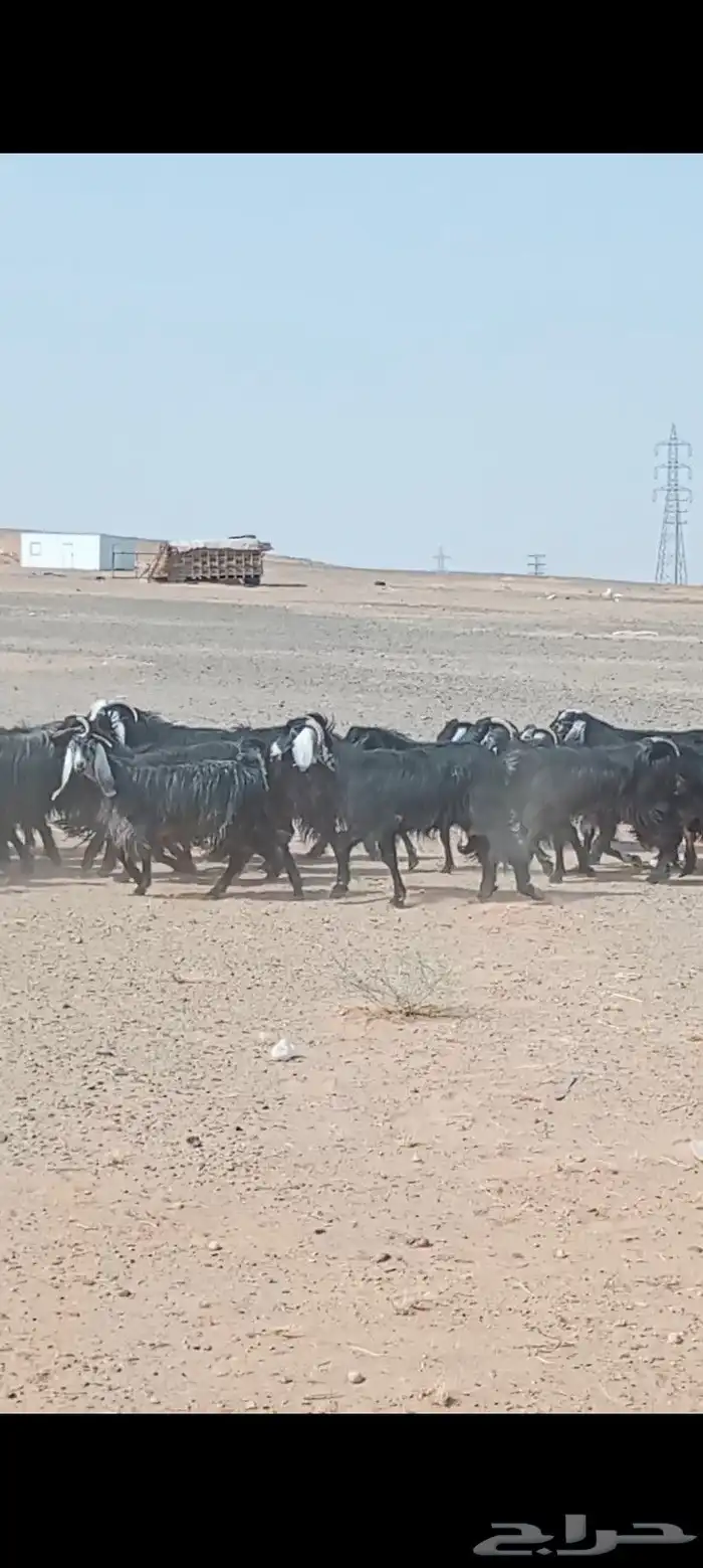 معزاء عددها 50 فحص سونار 2
