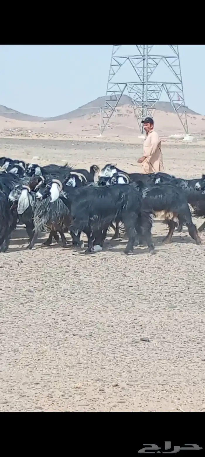 معزاء عددها 50 فحص سونار 3