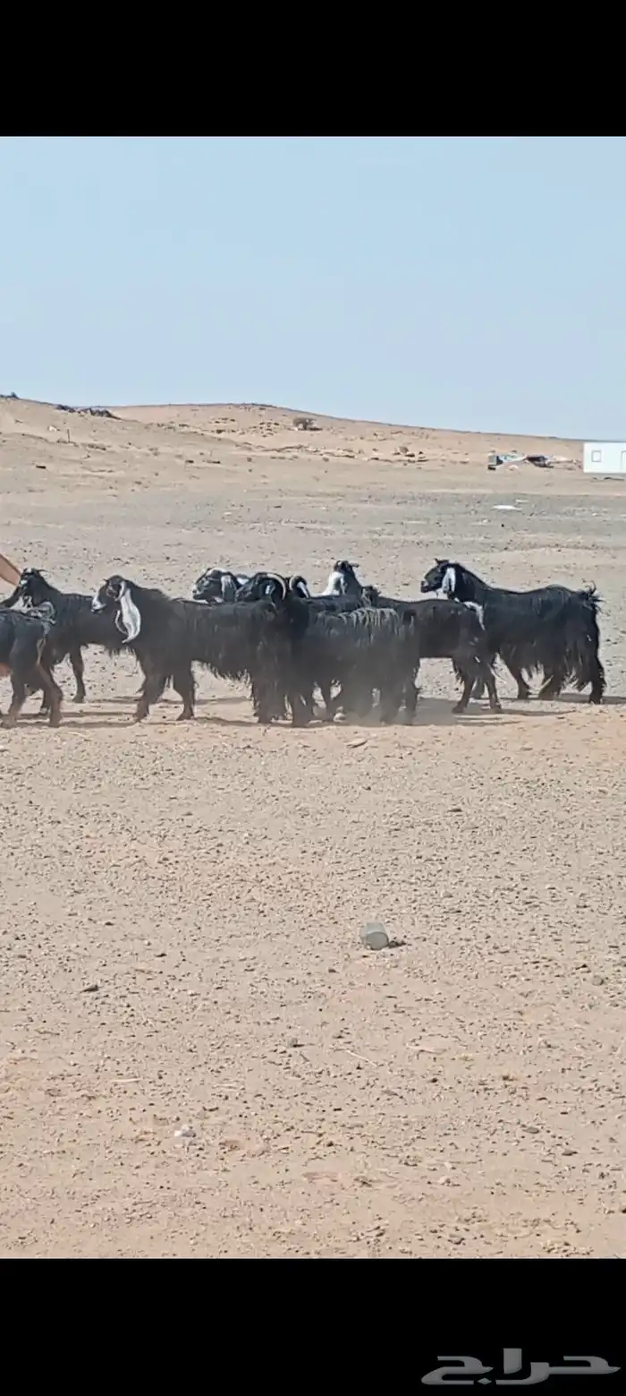 معزاء عددها 50 فحص سونار 0