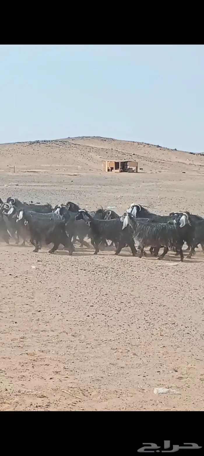 معزاء عددها 50 فحص سونار 1