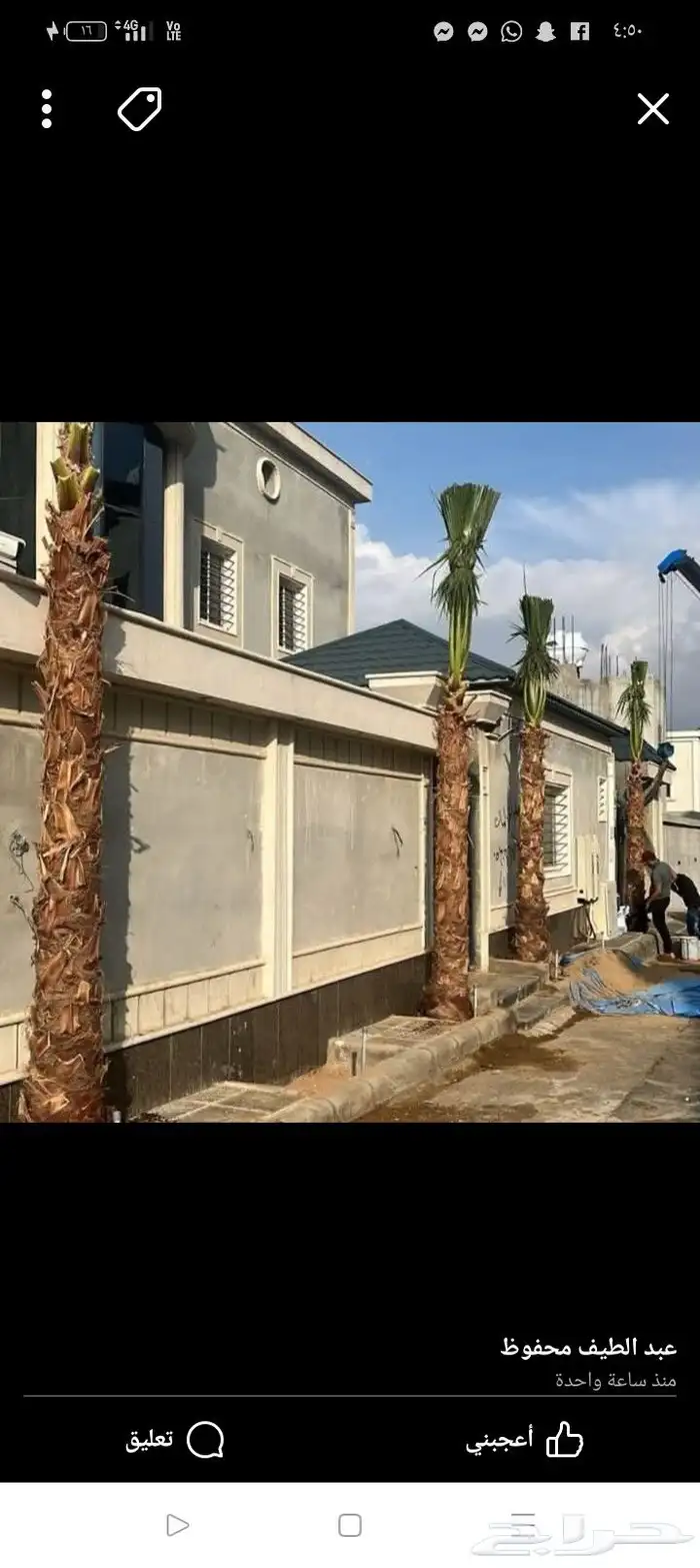 نخل واشنطي زينه امريكي ابو مروحه تكريب واشنطني وعربي 0