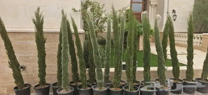 سرو ايطالي تربيه شمسيه 3