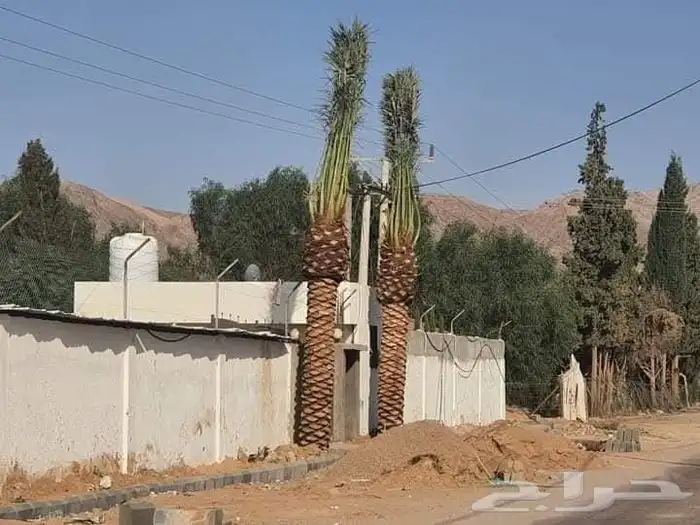يوجد لدينا نخل عربي ووشنطني للبيع ج 7
