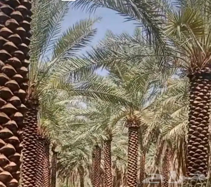 نخل عربي ممتاز درجه اولى 0