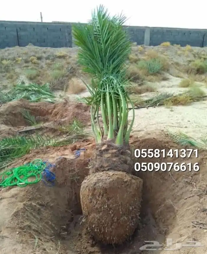 نخيل الباحه 4