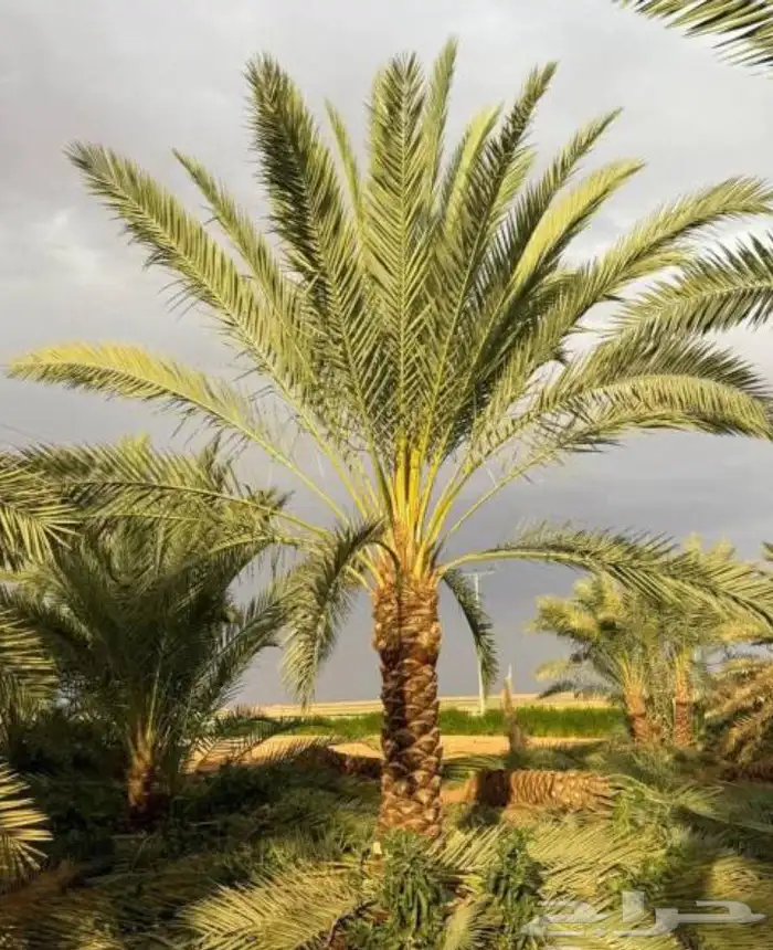 نخل للبيع وتركيب الشبوك المدينة المنورة مكه جده 3