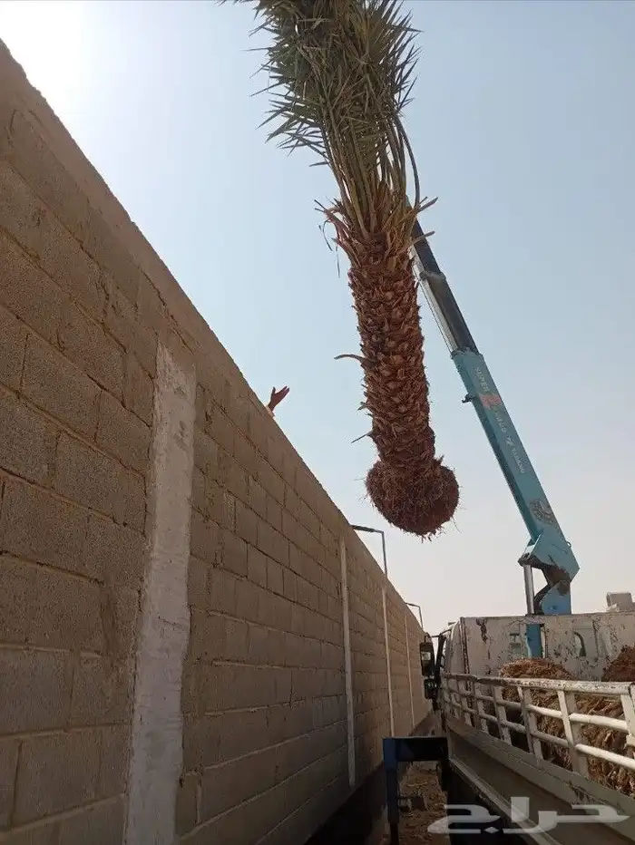 نخيل الباحه 3