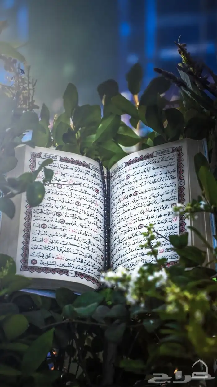 إمعلمة قرآن مجازة - 0