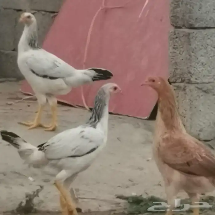 دجاج للبيع 4