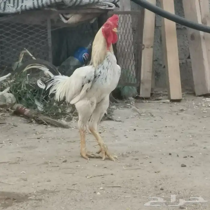 دجاج للبيع 0