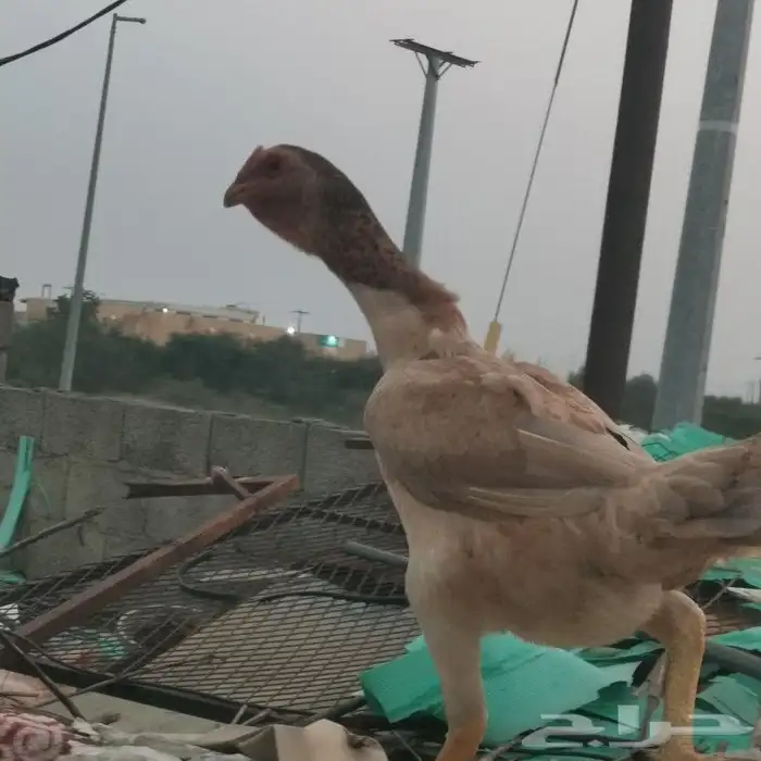 دجاج للبيع 5