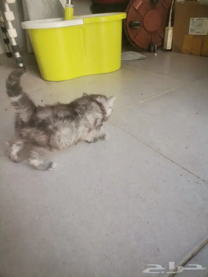 قط عمرها 3 اسبيع ما شاء الله جميله المكان الوصليه السيل الص 1