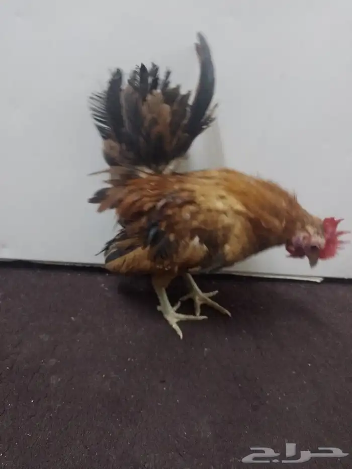 دجاج قزم سيراما 5