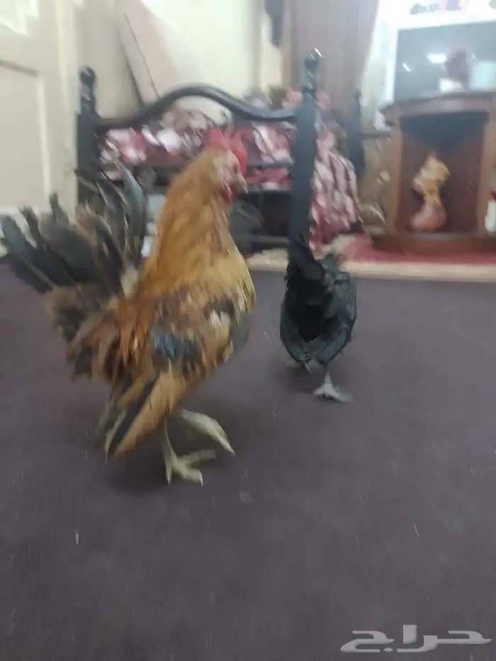 دجاج قزم سيراما 0