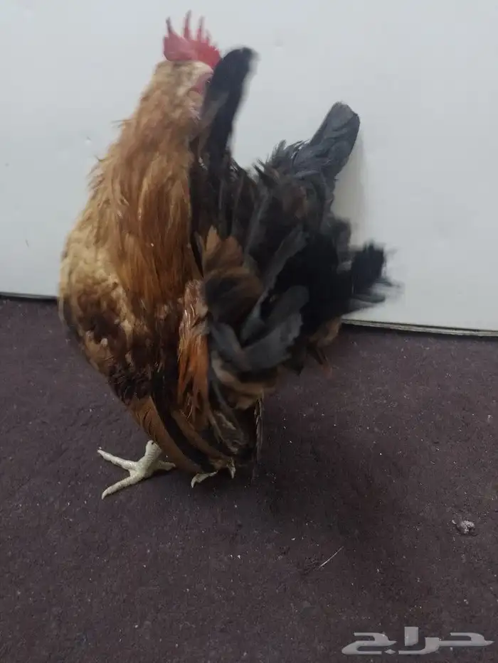دجاج قزم سيراما 4