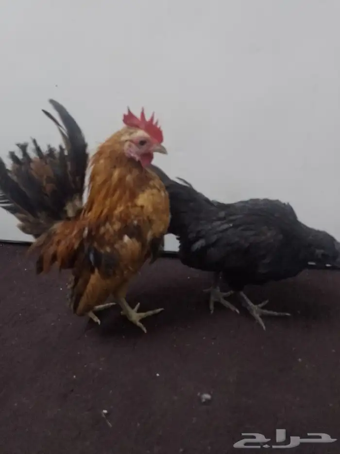 دجاج قزم سيراما 1