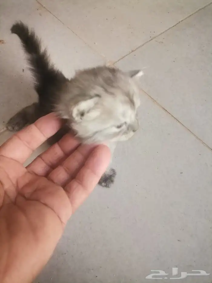 قط عمرها 3 اسبيع ما شاء الله جميله المكان الوصليه السيل الص 0