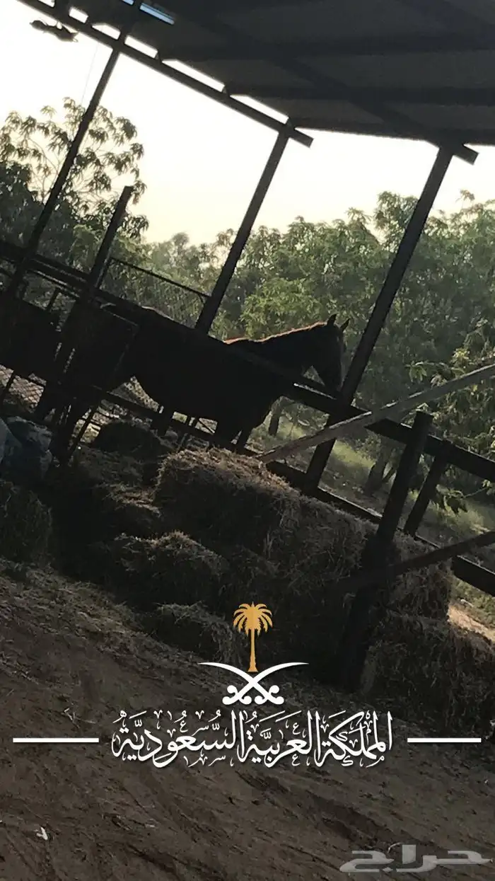 ابغ كلب لتبني الماني 0