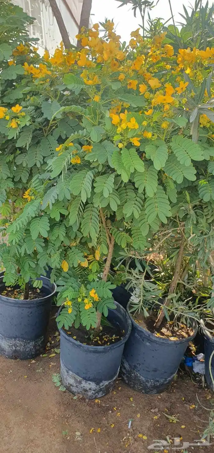 مشتل مشاتل 4