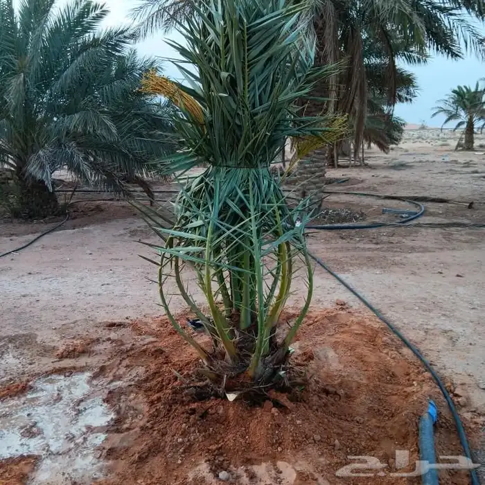 يوجد الدنيا جميع انواع النخيل العربي 1