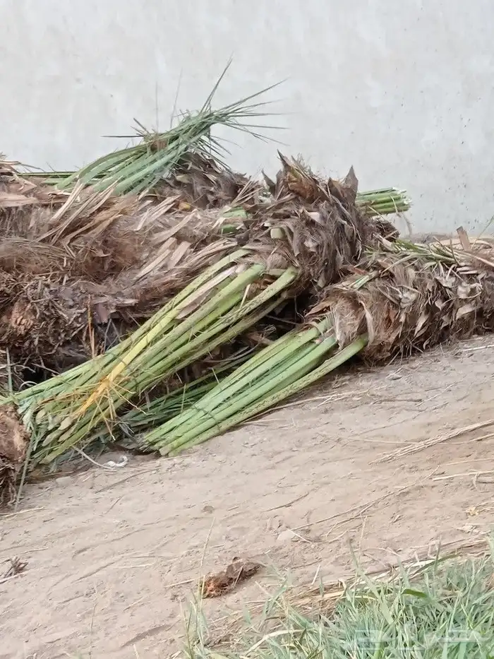 نخبل للبيع فسايل طيبه صقعي واخلاص 1