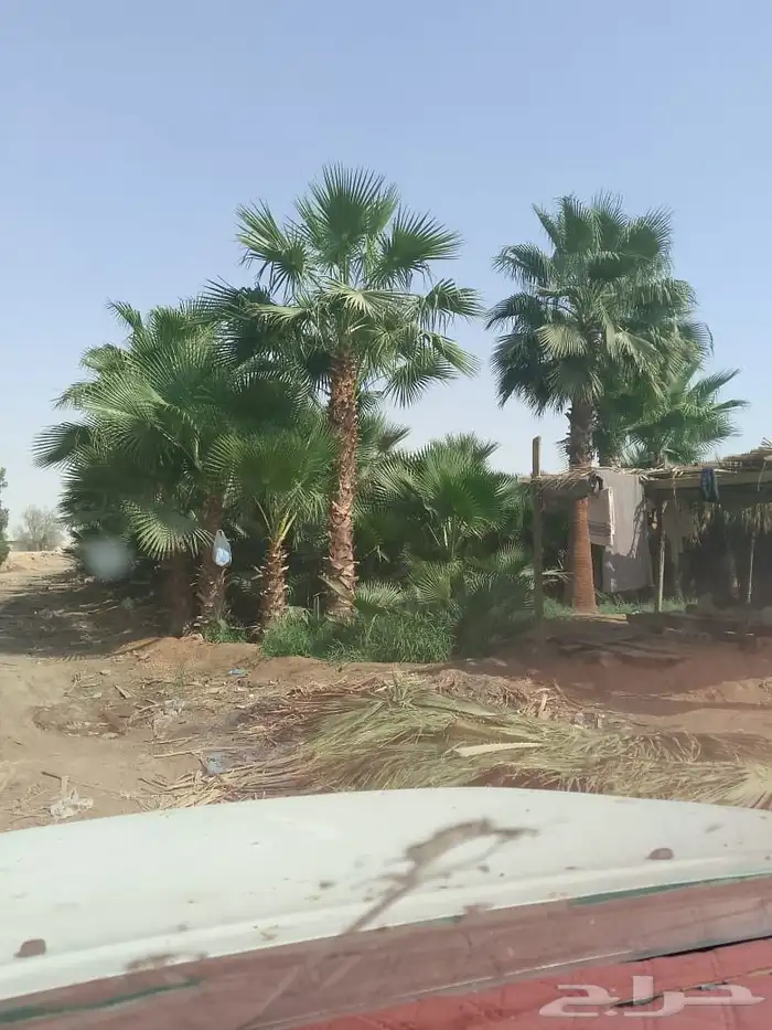 زيتون ونخيل 6