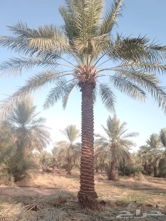 يوجد لادينا نخل عربي جميع لامقاسات ولانواع 9