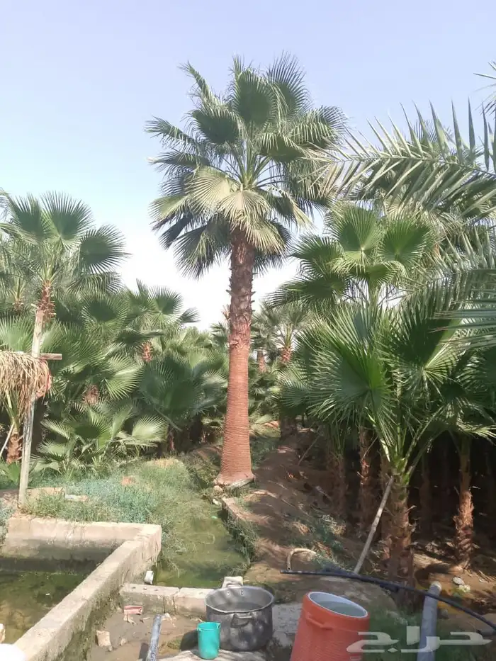 زيتون ونخيل 5