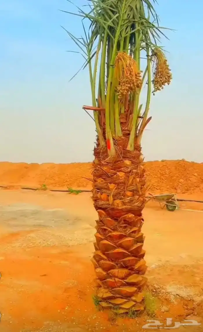 نخل عربي نخيل خلاص برحي سكري شيشي هلالي صقعي سلاطين مجدوله 7