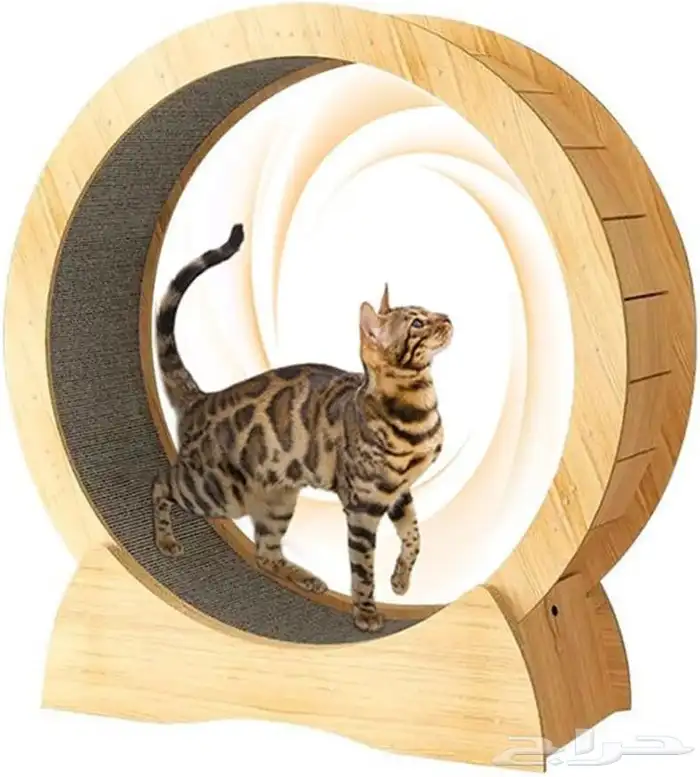 جهاز سير قطط 1