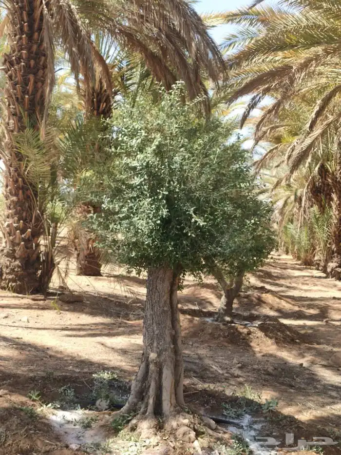 شجر زيتون 4