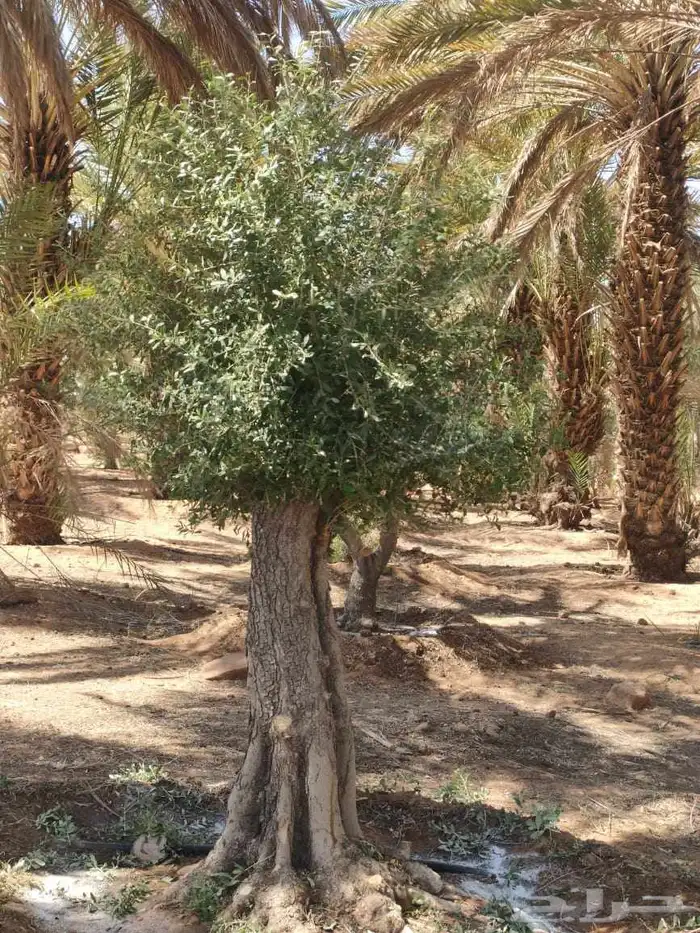 شجر زيتون 6